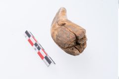 Foto von Bärenzahnanhänger (NHMW-PRAE-002292)